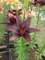 [4008 Landini No202.JPG]